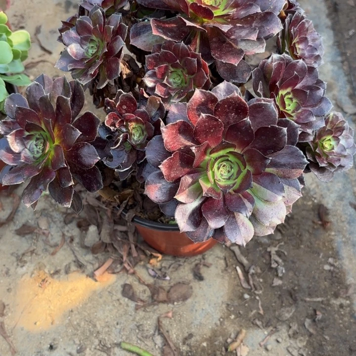 黑美人多肉处理不包断头2260