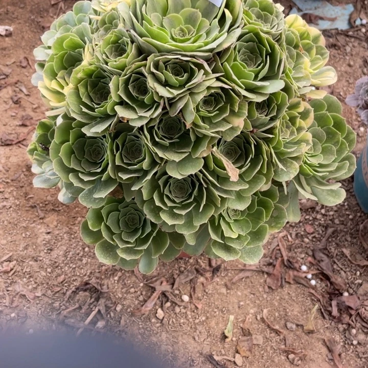 无花朵041多肉植物七彩琉璃