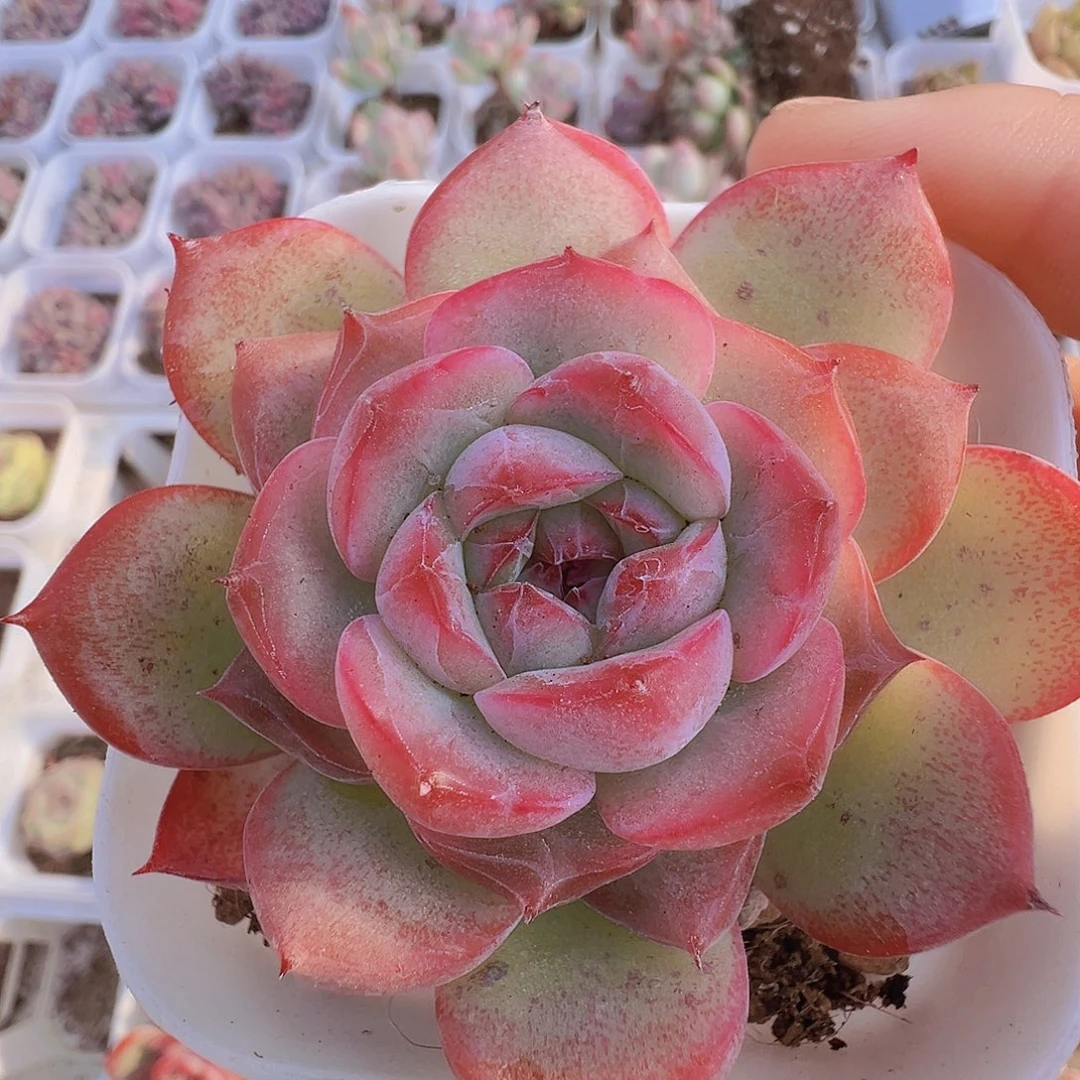 玉琴19包邮多肉植物