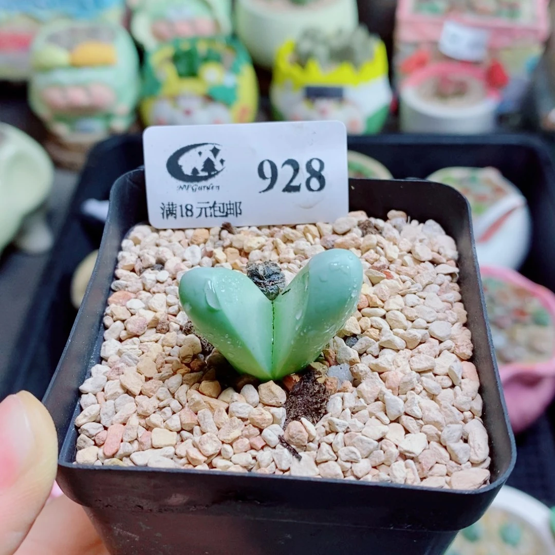 生石花花花花花花花928