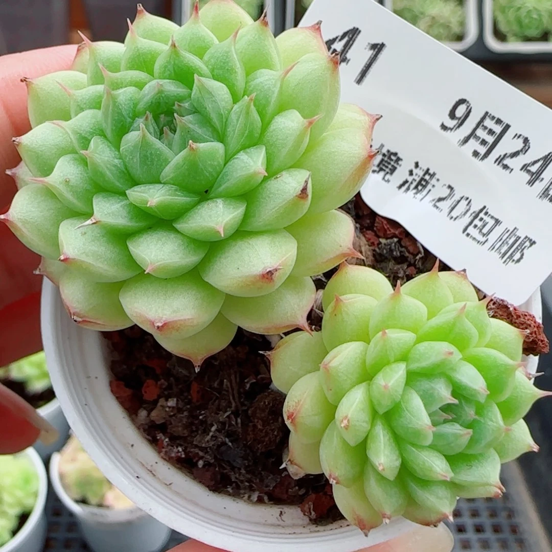 花语逸镜0924-41海王