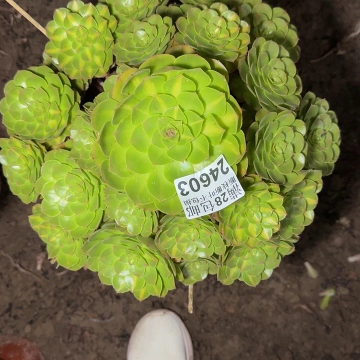 24603南抹茶多肉植物