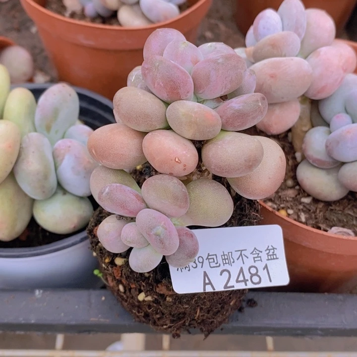 月美人6cm2481多肉植物