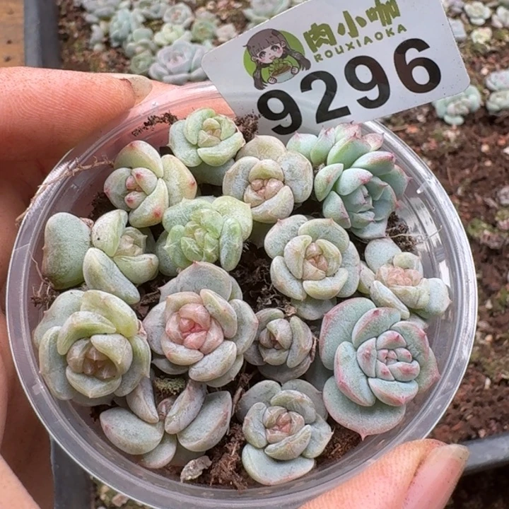 当前无花朵，栽培后可花朵烟*。多肉植物多肉植物