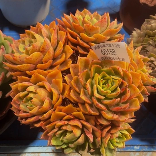 快****6贝拉60158多肉