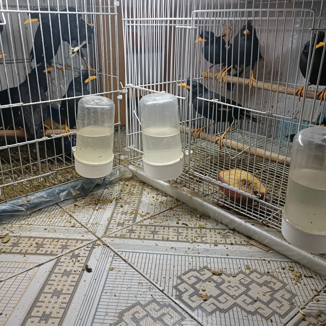 活体鸟直播间挑选越林7到12个月（下单前请详细阅读活体购买规则）