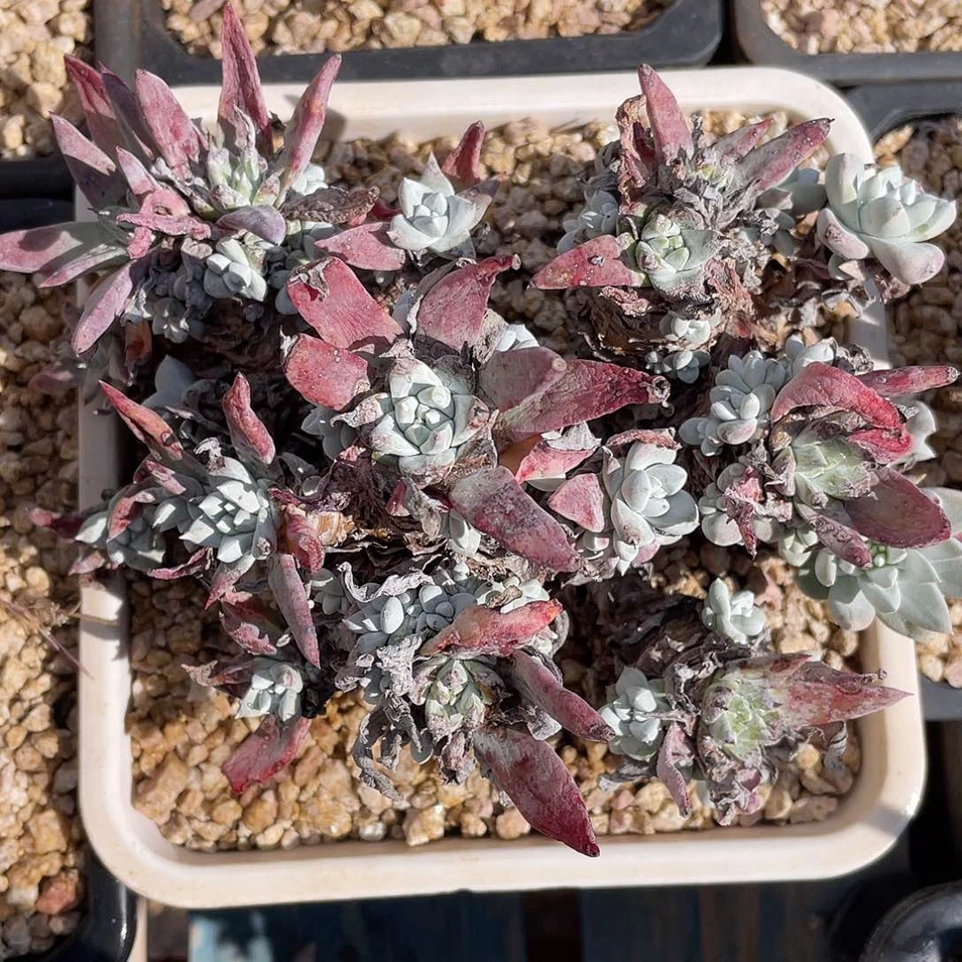 白姆多头老桩10738