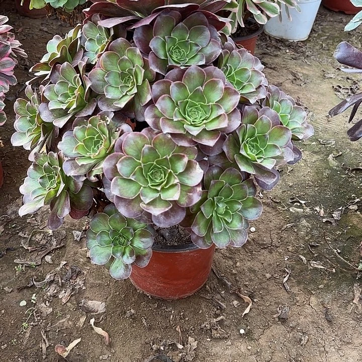 多肉植物法师魅金50