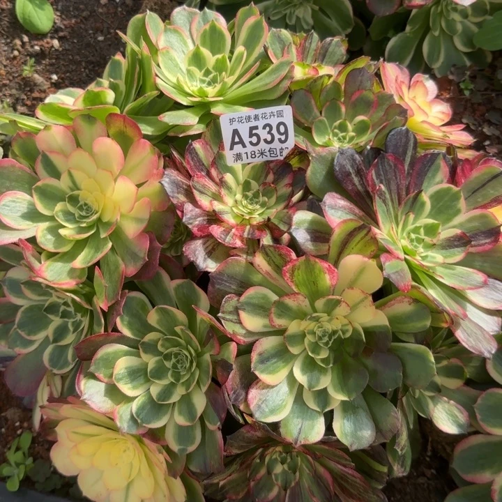 多肉 伯爵天骄傲多肉法师植物