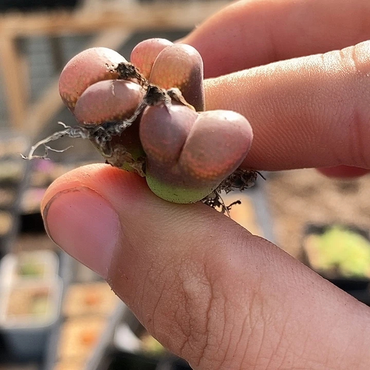 2382三头一颗粉网格。