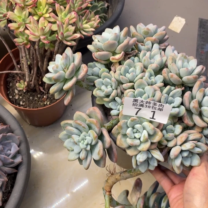 黑大帅多肉71洛神