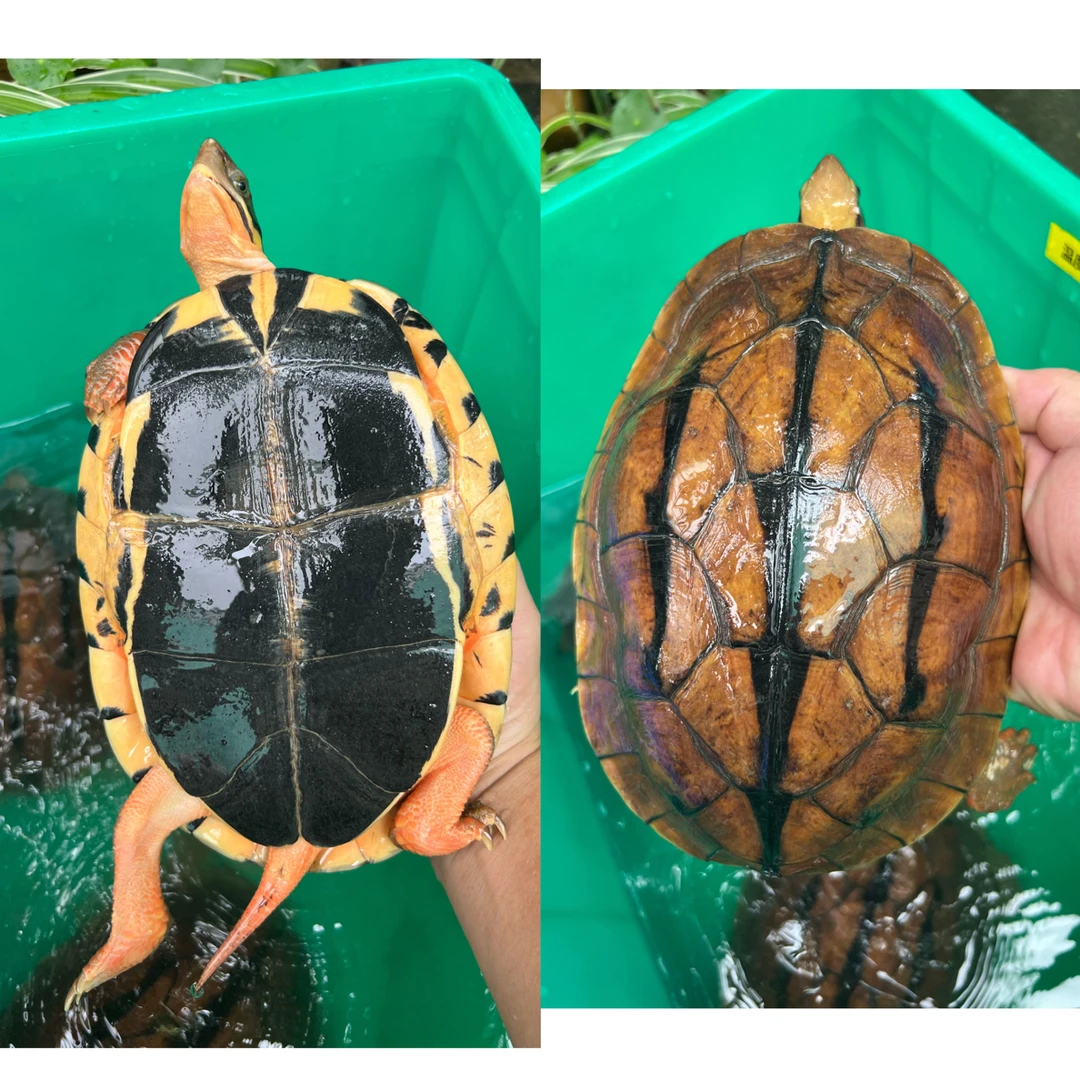 越南试蛋黑底母6年两斤4