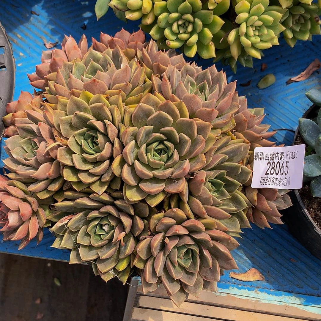 玲***玲红玫瑰28065多肉多肉