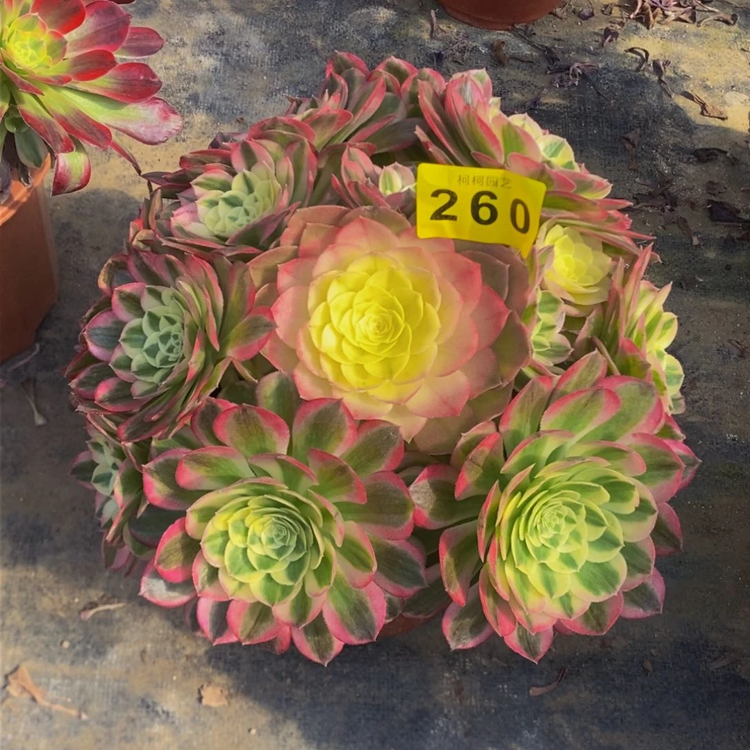 浪**生多肉0000260玉芙蓉