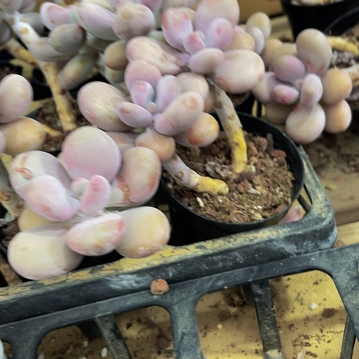 双头老庄大桃蛋带盆土