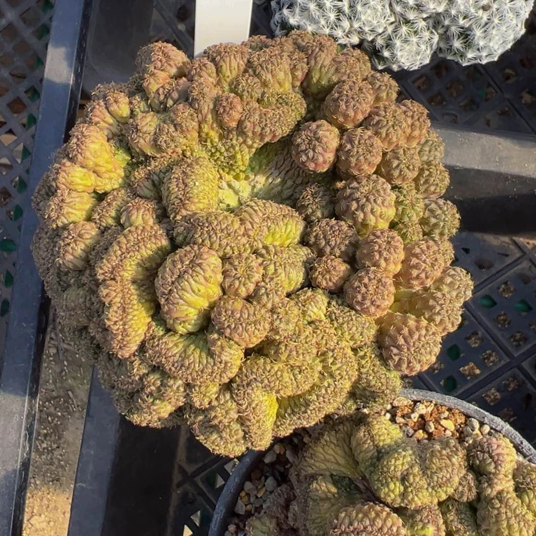 277自根老根绿丽丸缀化多肉植物带盆土