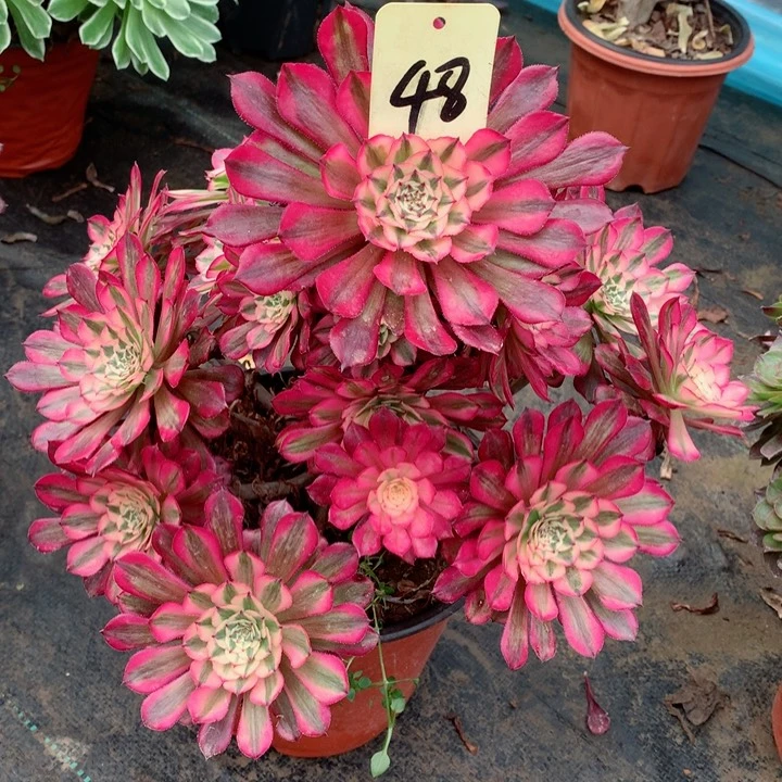 48红铜白多肉111111