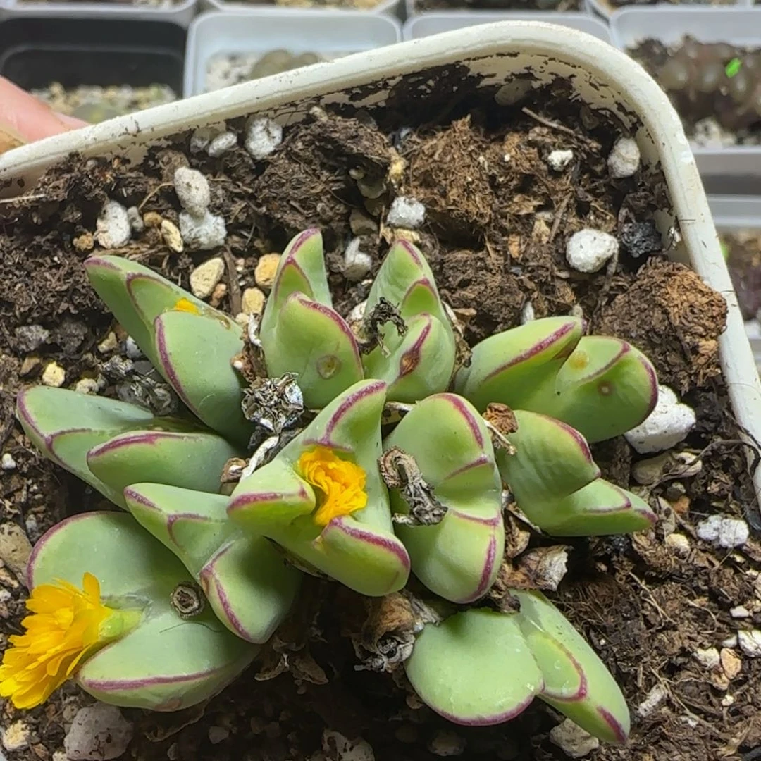 漂漂亮亮多肉植物53