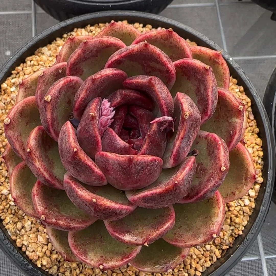从前慢花园精选多肉黑水晶玫瑰