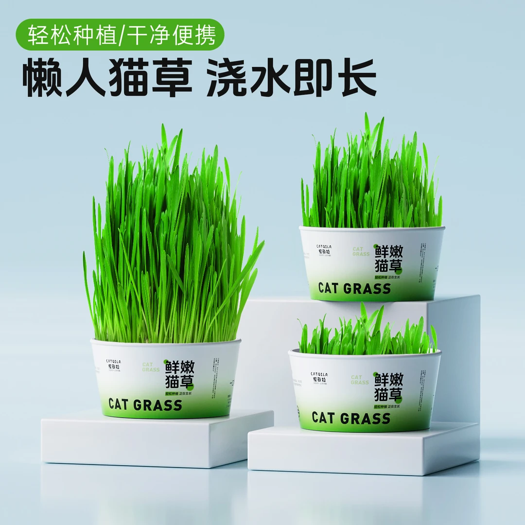 鲜嫩猫草土培盆栽种植助化毛片懒人水培盆猫薄荷猫咪猫草冻干零食