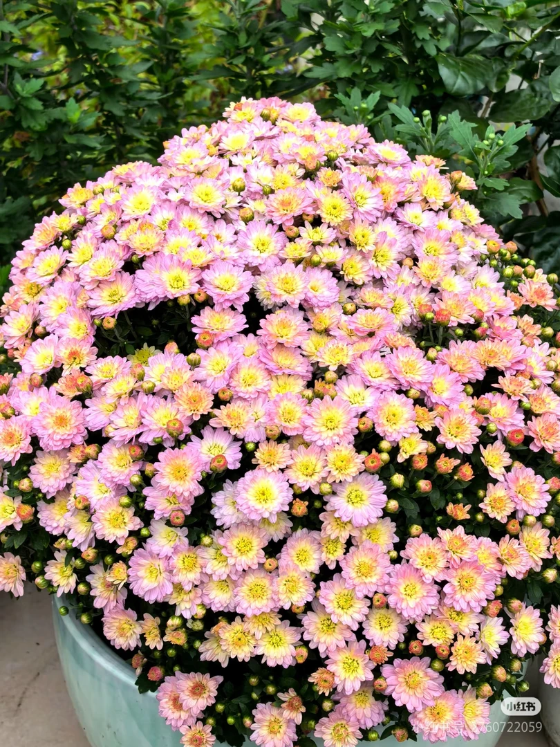 （罗马假日)千头球菊花期长自然成形可阳台养护庭院地栽