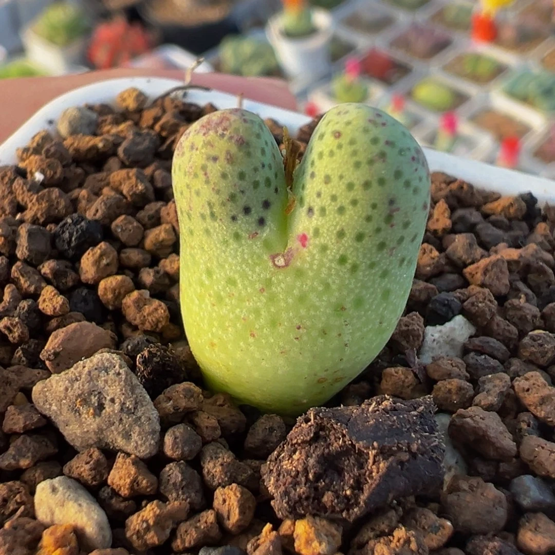 018多肉植物种类多样