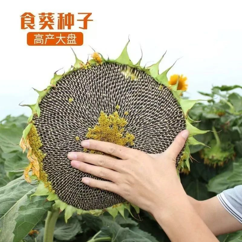 食用向日葵种子大粒瓜籽葵种子长杆葵花种籽庭院菜园葵花种子大全