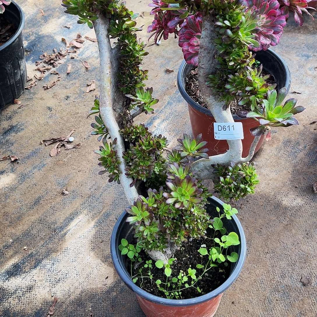 多肉植物611黑法缀