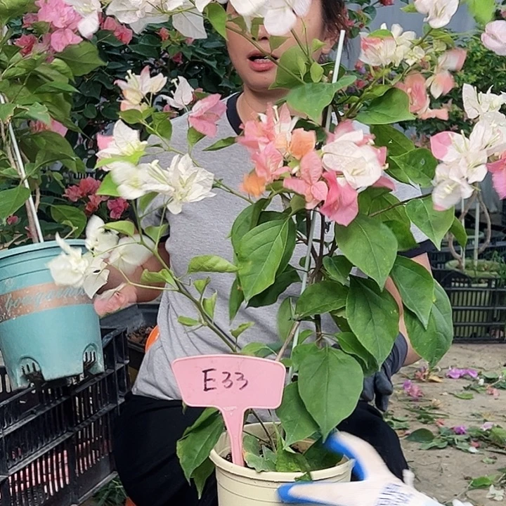 ****蚱大部分花苞少量开放E33橙口红