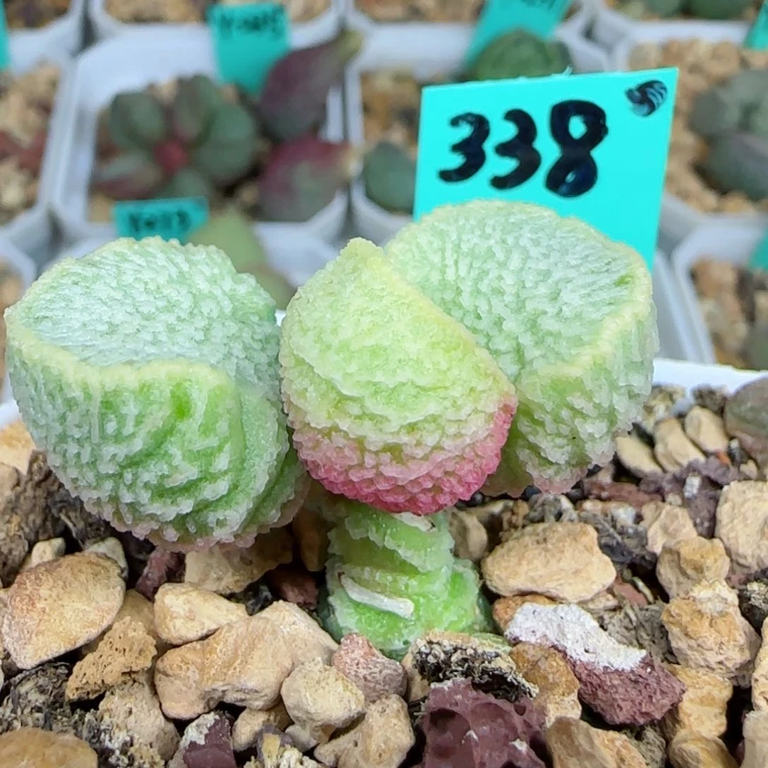 编号338大叶插一个，图为母本