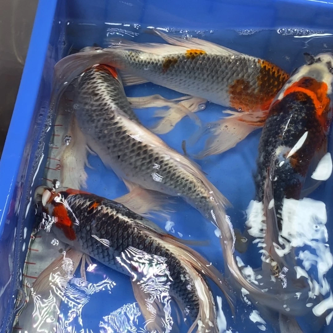 锦鲤冷水锦鲤包邮