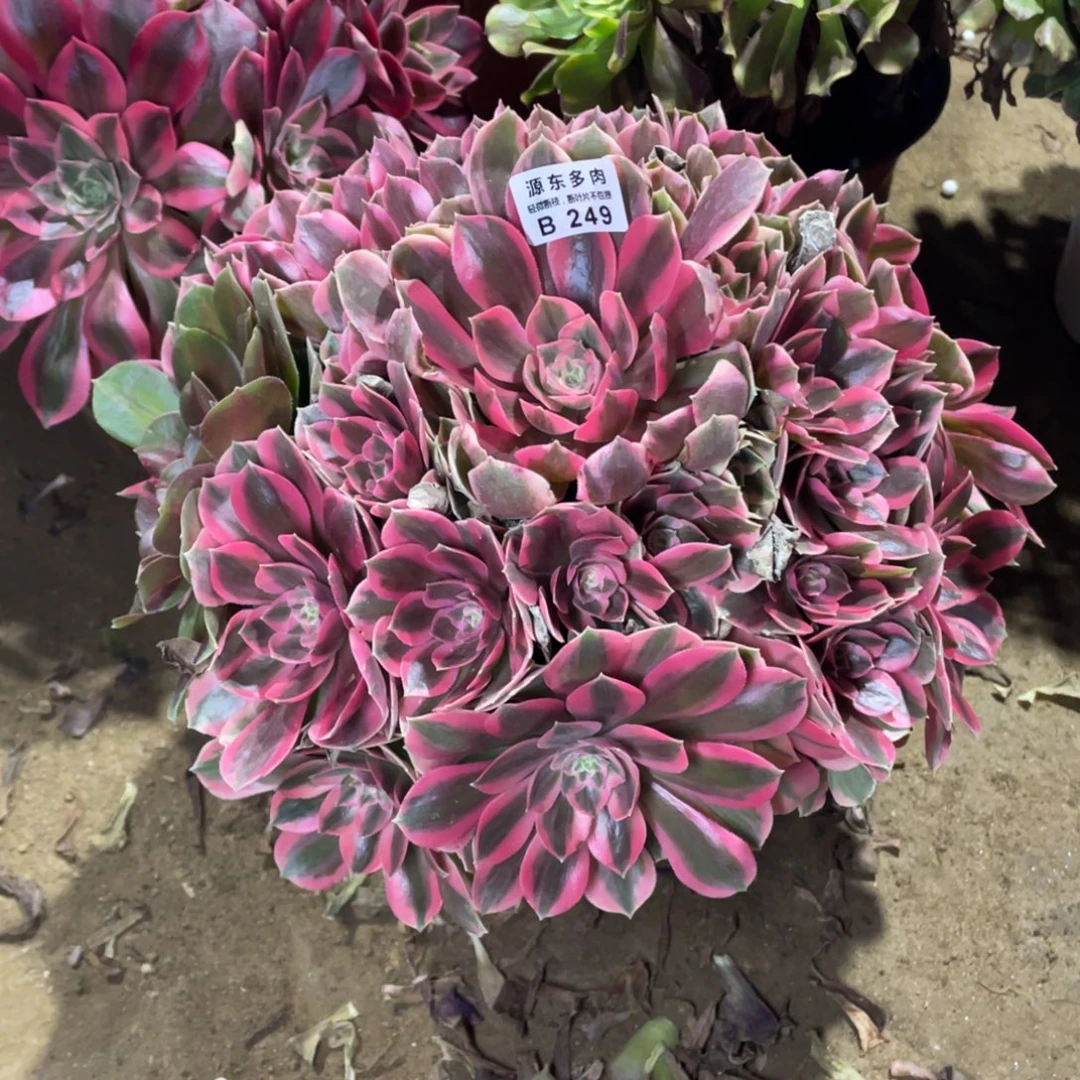 249女妖多肉法师断枝不包