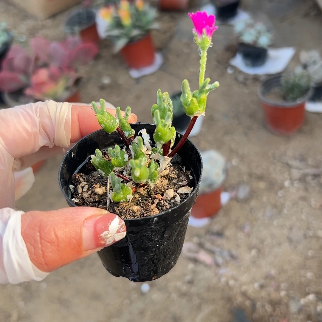 多肉植物冰糕兔耳