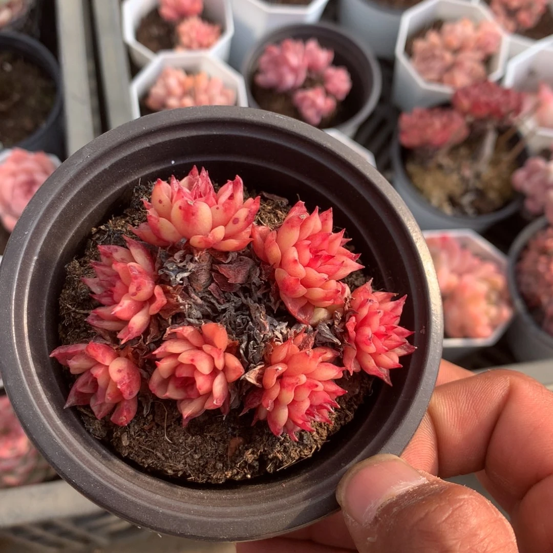 安***夏清光绪二十四十二载春秋