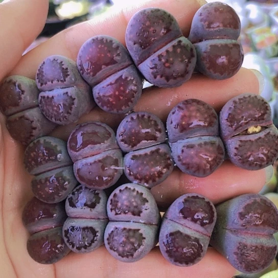 无花朵0581，2厘米左右如图个别微徒