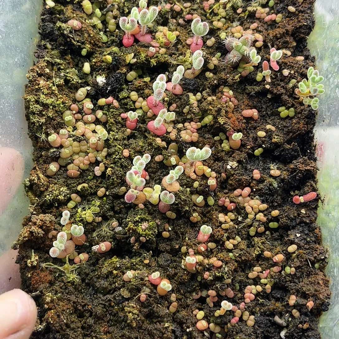 奶***圆混播切糕优选枝干番杏