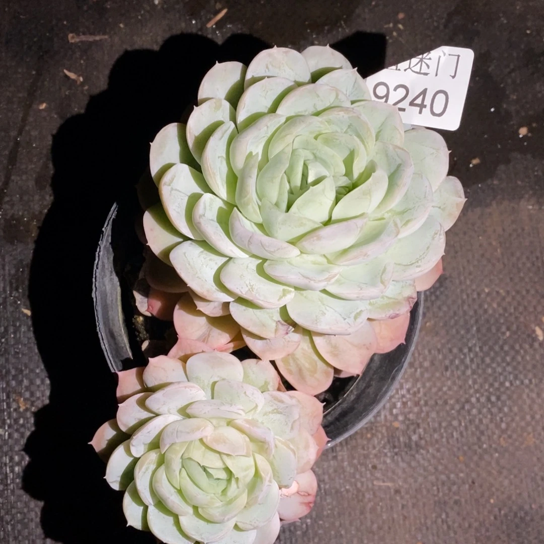 下播福利~不包掉头9240~13厘米