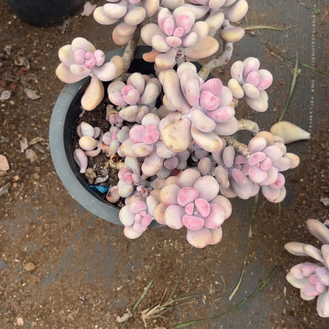 幸**爱025号老庄多肉植物