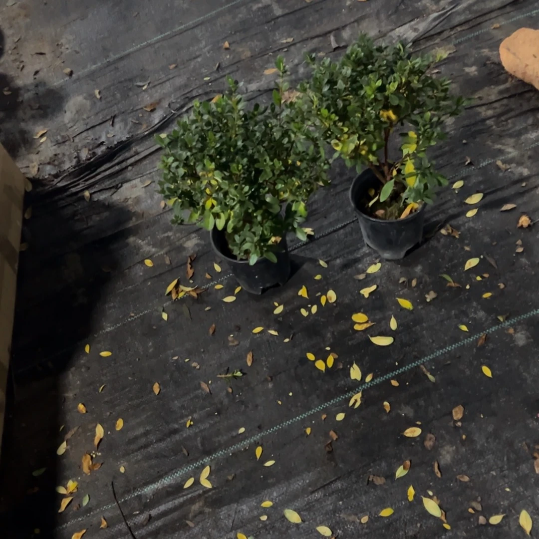 完全开放都美人杜鹃1颗