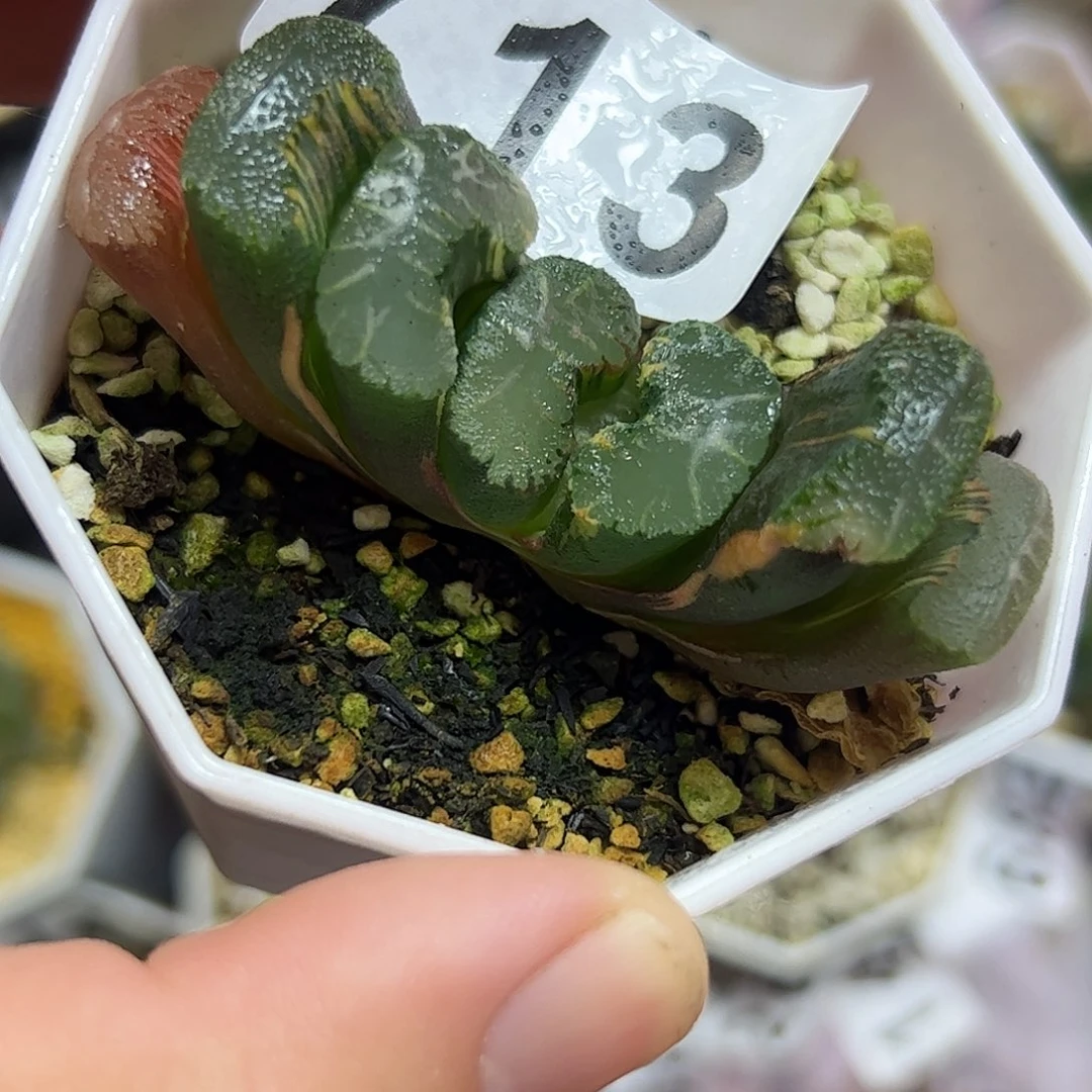 火山玉扇锦十二卷多肉713