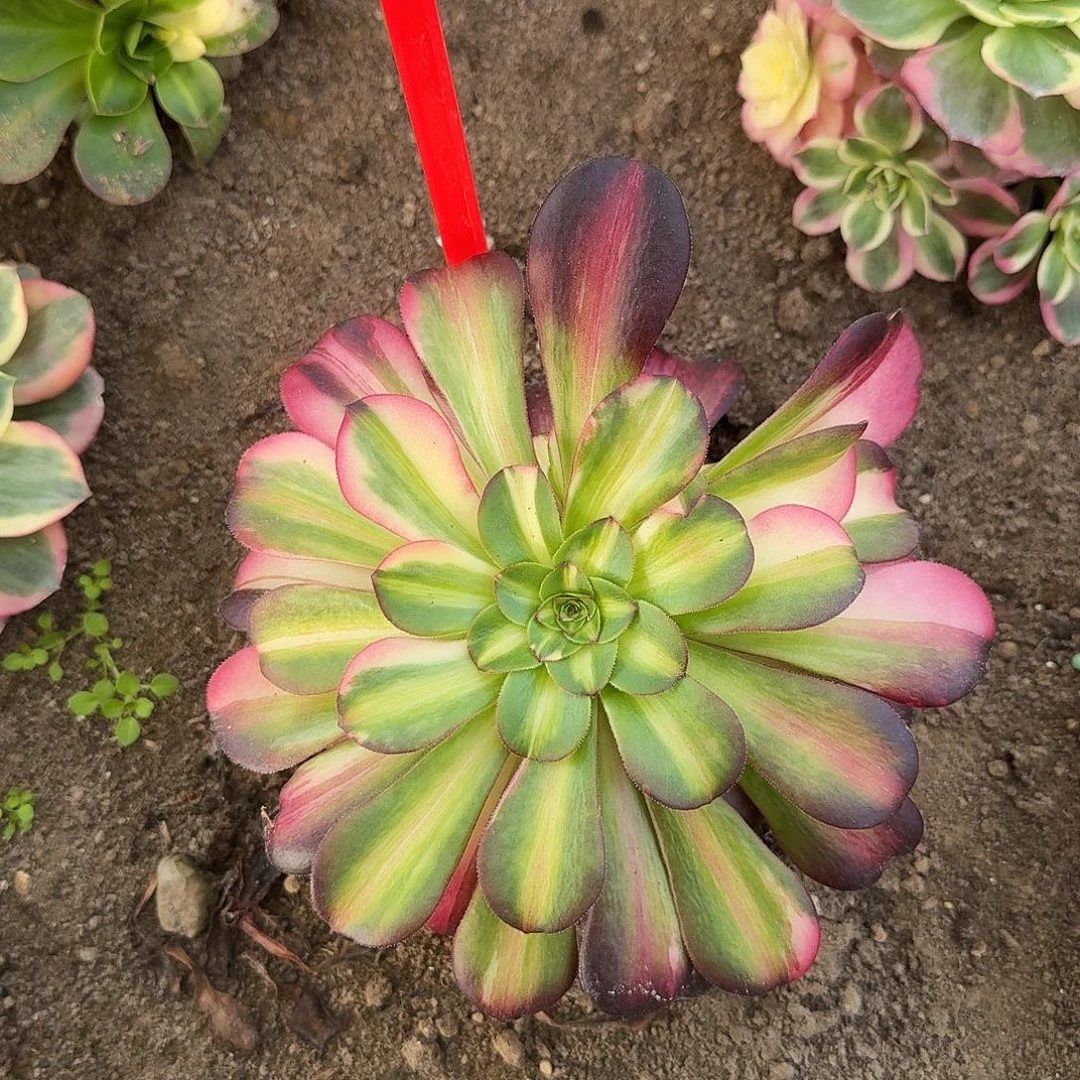 3-8203铜壶七彩多肉法师