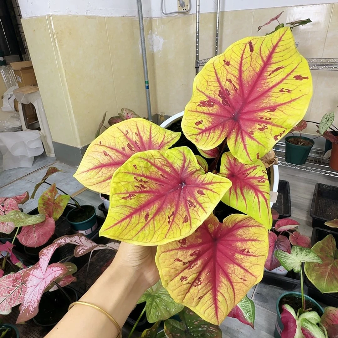 完全开放      58金饭碗