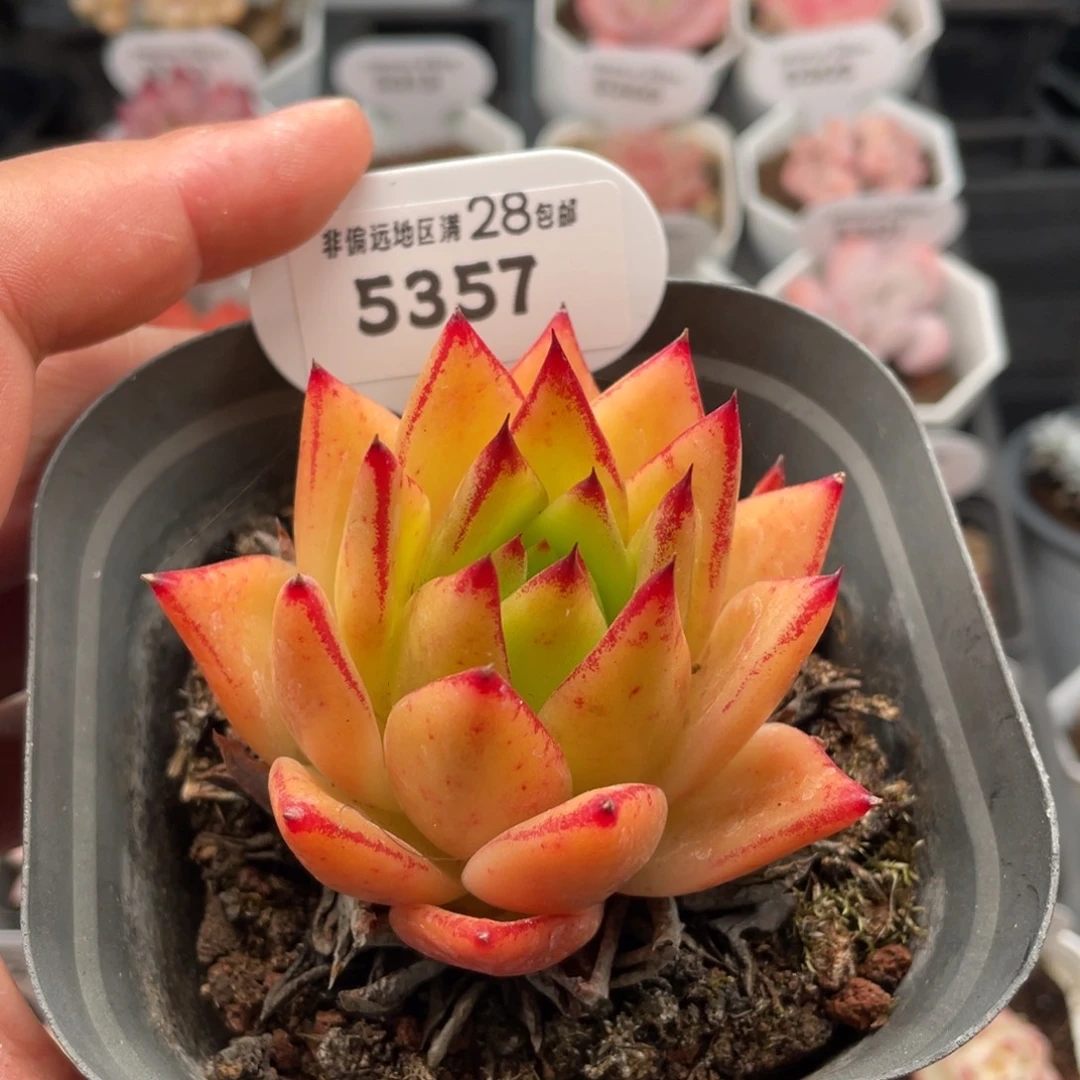 口红5357-7.0厘米