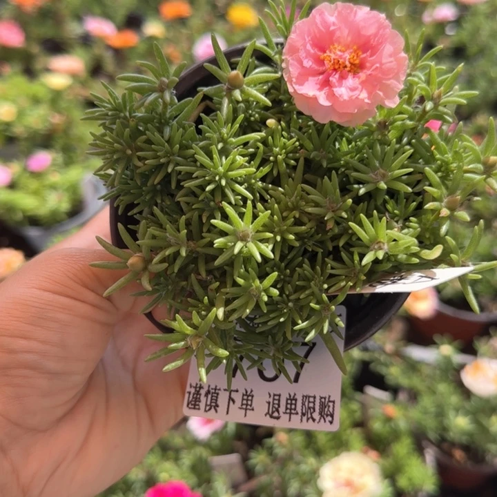 全部花朵707矮重粉超小苗盆口10cm