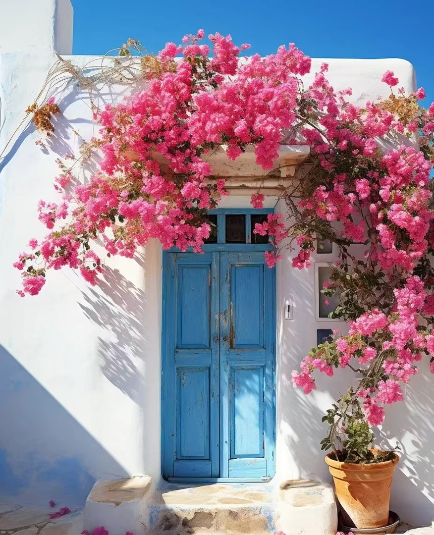 罡【26.88品种】1加仑盆室内室外种植好养易活爬藤盆栽花卉--单盆