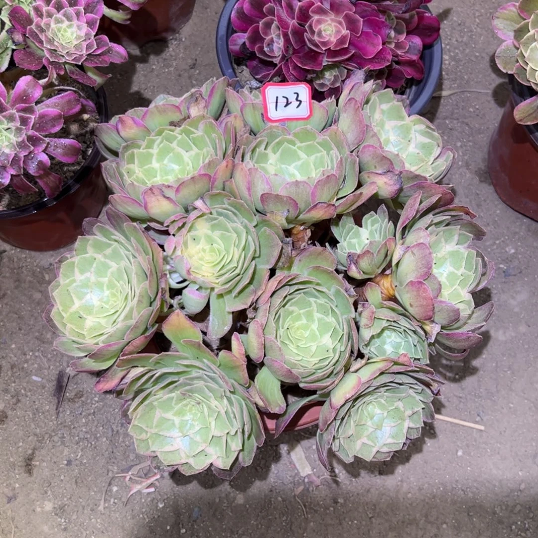 123多肉植物万花筒