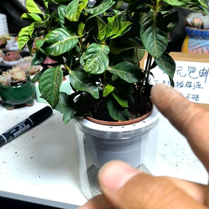 满9元包邮，栀子花