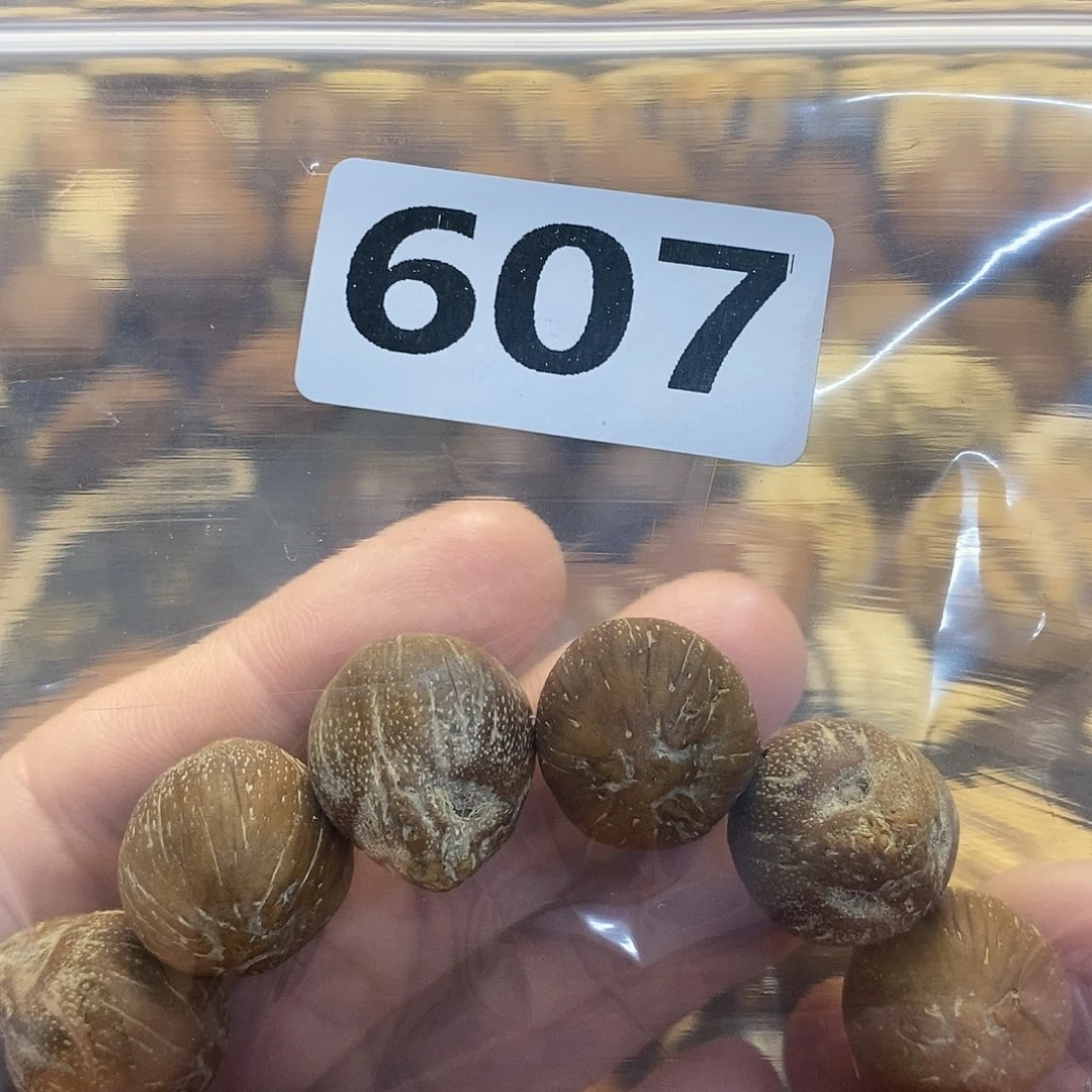 柏香籽/百香籽吊坠&*
