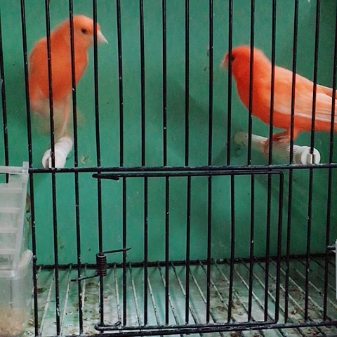 文鸟用****9芙蓉鸟宠物鸟观赏鸟特价一对