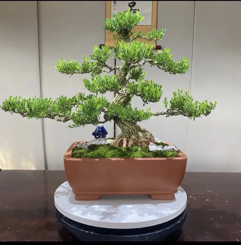 双杆式直杆熟桩精品皱皮雀舌黄杨盆景植物大型盆栽室内景观